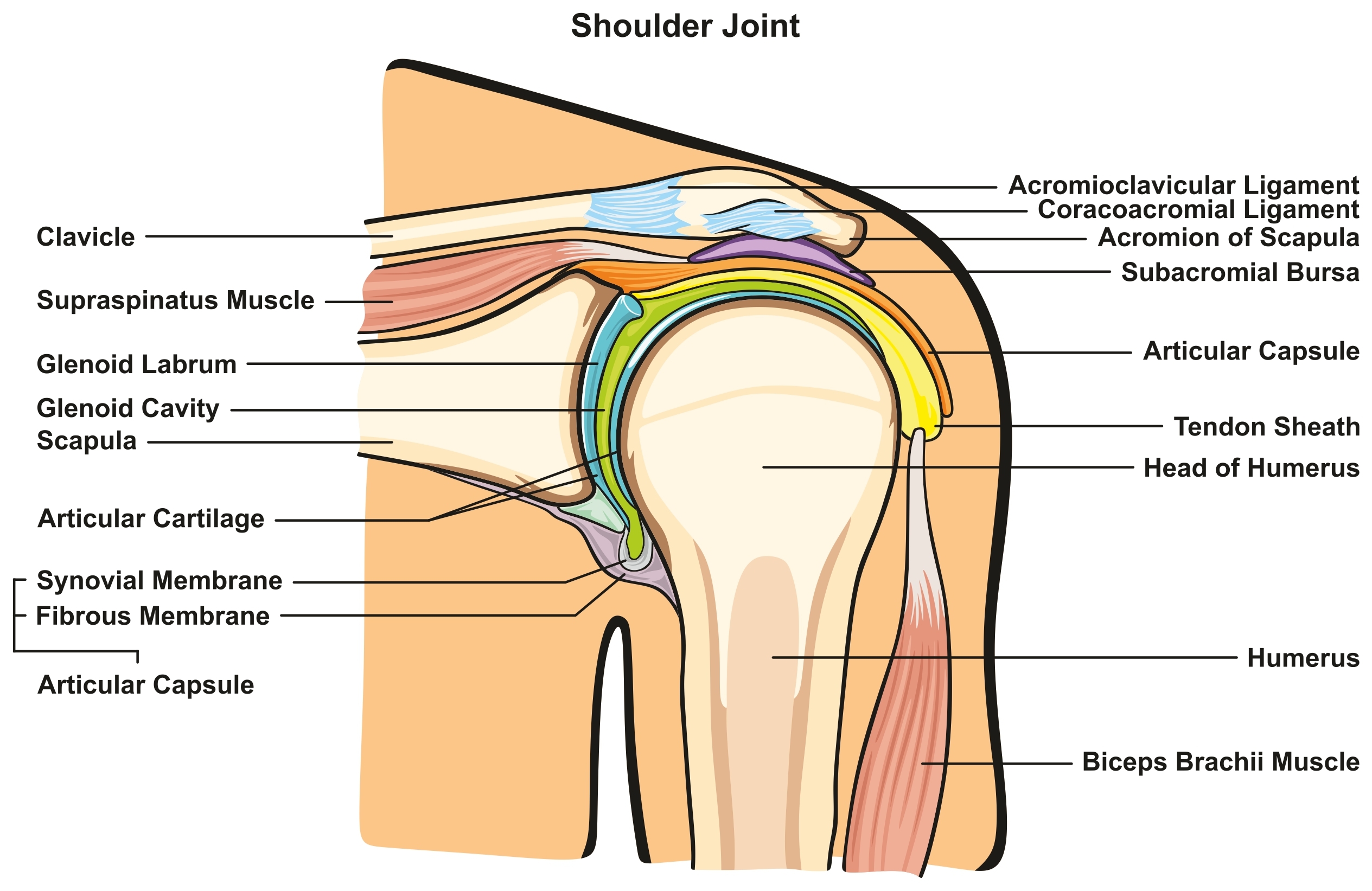 Jangkauan gerakan yang dapat dilakukan kaki dan tangan disebut